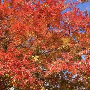 Meet your Posher, Bonnie